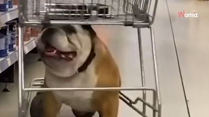 Tu veux voir le LAMBADA  ...