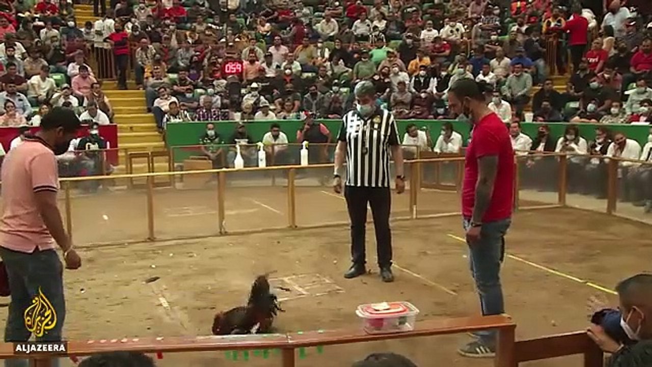 Cara bermain sabung ayam sv88
