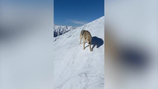 Stray Dog Follows Skier Across Epic Seven-Hour Mountain Trek | Wild-ish TV
