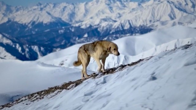 Stray Dog Follows Skier Across Epic Seven-Hour Mountain Trek | Wild-ish TV