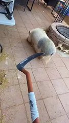 #神奇动物在抖音 #猪猪