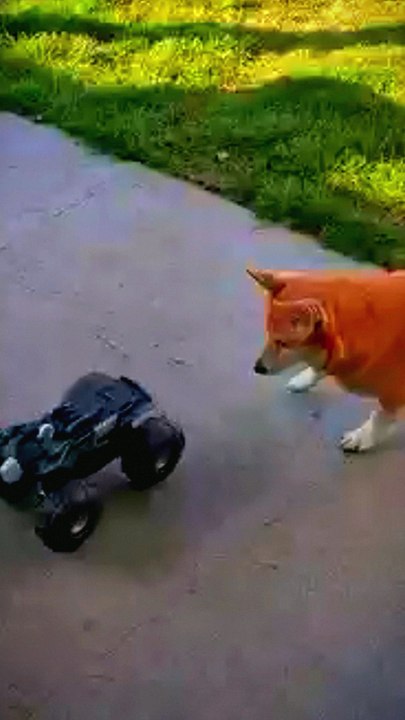 cute dogs baby