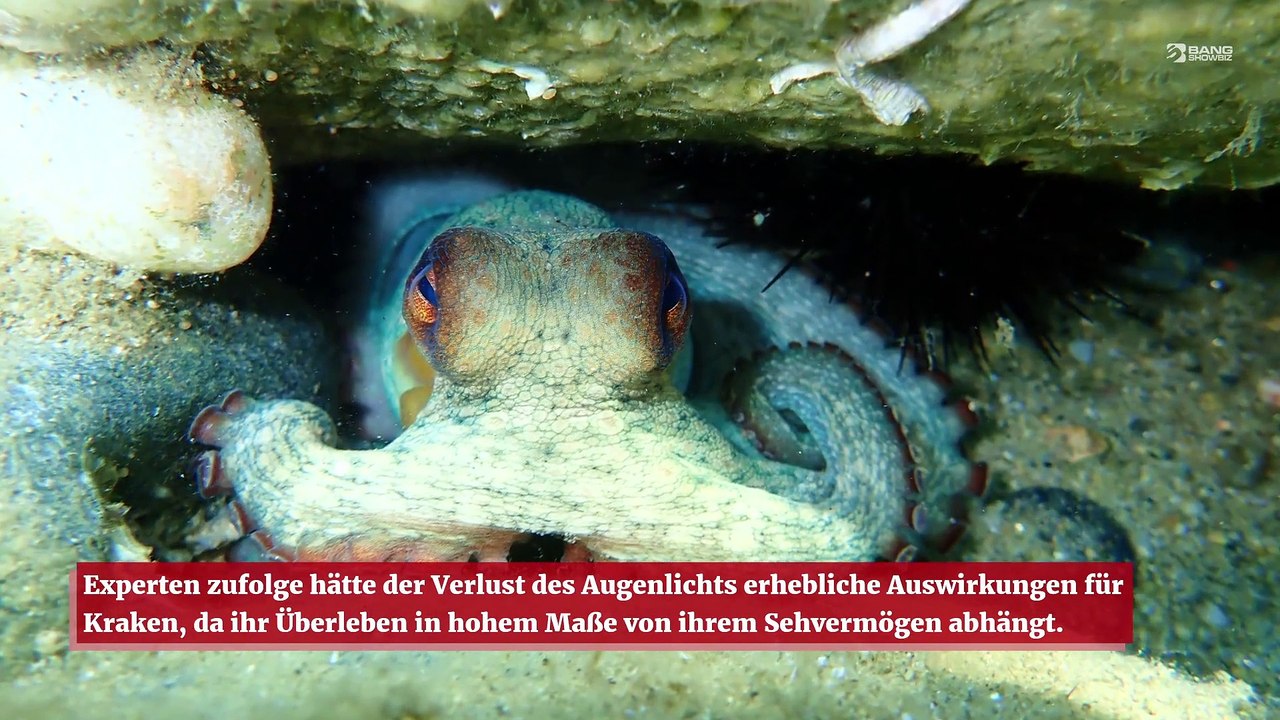 Tintenfische erblinden aufgrund des Klimawandels