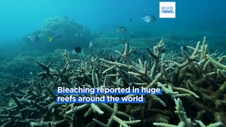 Climate change forces world’s coral reefs to undergo fourth global mass bleaching event