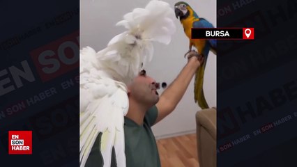 Bursa'da papağan Osman,ilahi duyunca kendinden geçiyor