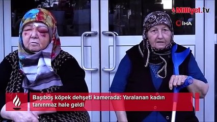Köpeklerin kovaladığı kadın yere düştü, kanlar içinde kaldı