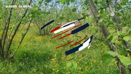 Sarı çiçekler fındık bahçelerini süsledi