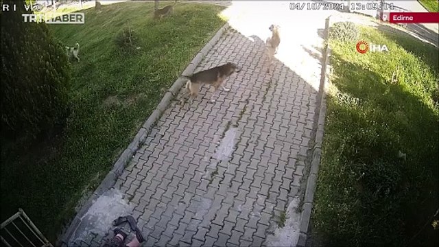 Başıboş köpeklerden kaçan yaşlı kadın merdivenlere düştü