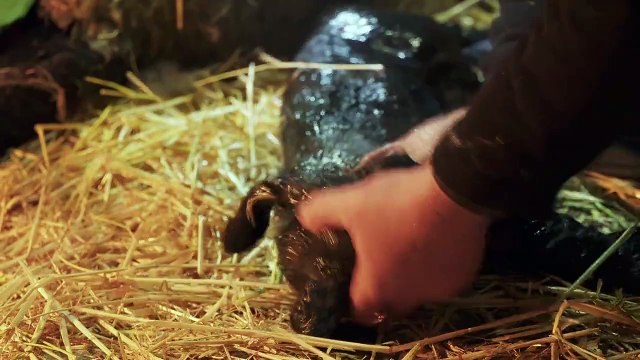 The Yorkshire Vet: Peter Wright and Julian Norton return for series 18 of The Yorkshire Vet narrated by All Creatures Great and Small actor Christopher Timothy