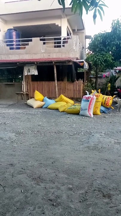 sako ng palay