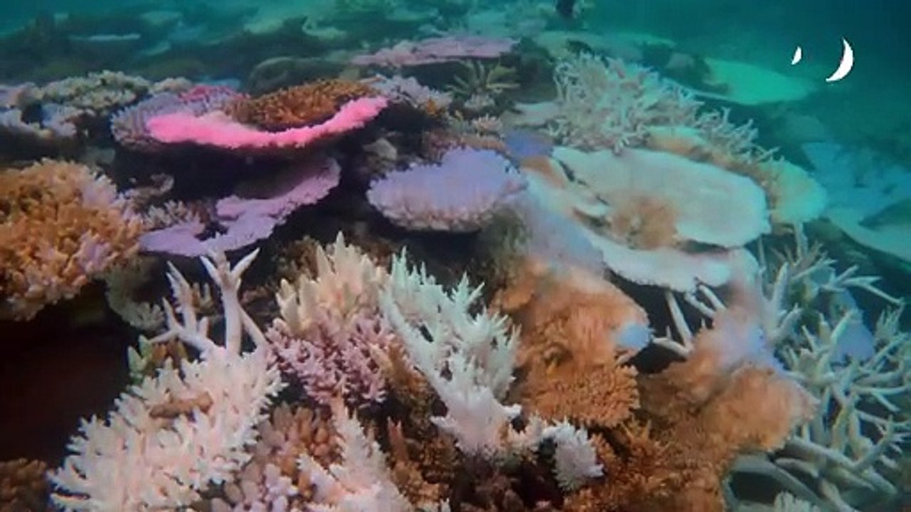 Darum sterben gerade weltweit Korallenriffe