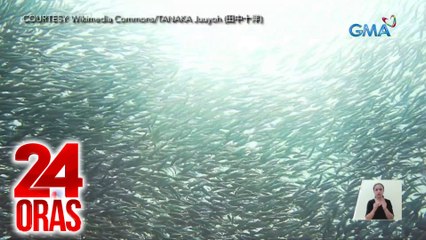 24 Oras Part 3: Isang klase ng sardinas na nagtalunan sa dagat sa Cebu; pagsindi ng Olympic torch, atbp.