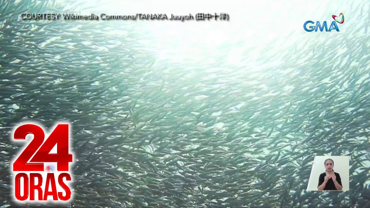 24 Oras Part 3: Isang klase ng sardinas na nagtalunan sa dagat sa Cebu; pagsindi ng Olympic torch, atbp.