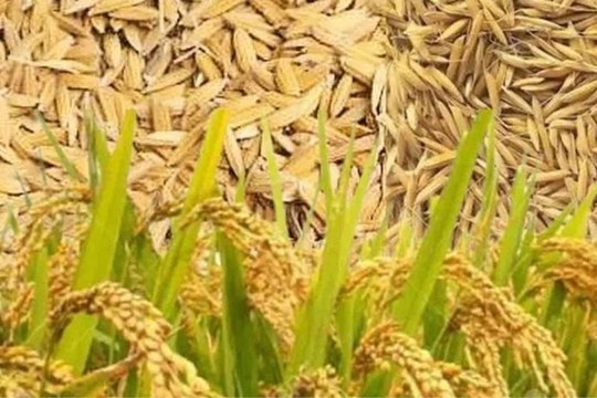 धान के भावों में मंदी रही, अन्य जिंसों के भाव स्थिर रहे