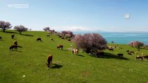 Van Gölü'ne bahar geldi