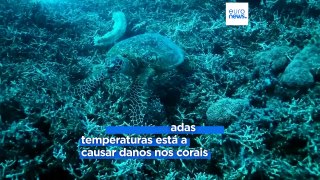 Relatório alerta para branqueamento de corais provocado pelo aquecimento dos oceanos