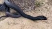Dangerous Black Cobra Hiss #snake #kingcobra #reptiles