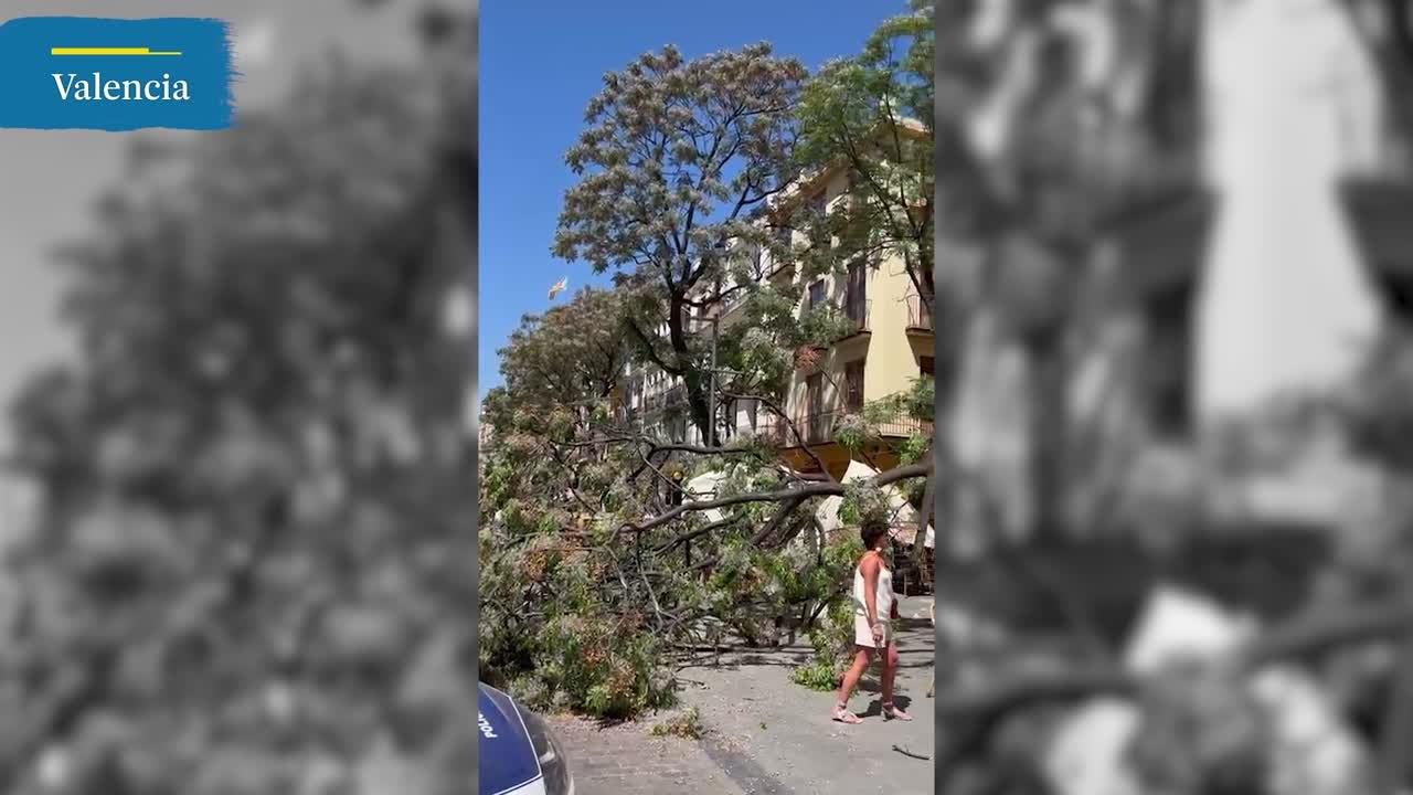 Un árbol se desploma sobre la terraza de una céntrica cafetería de Valencia