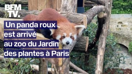 Un panda roux est arrivé au zoo du Jardin des plantes de Paris