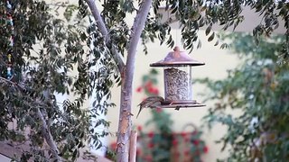 Most beautiful colourful birds.