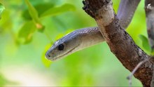 Wild Viper Realm: Home to the World's Deadliest Reptiles