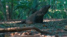 Indonesia’s Wild Side: Land of Dragons, Volcanoes, and Pink Beaches