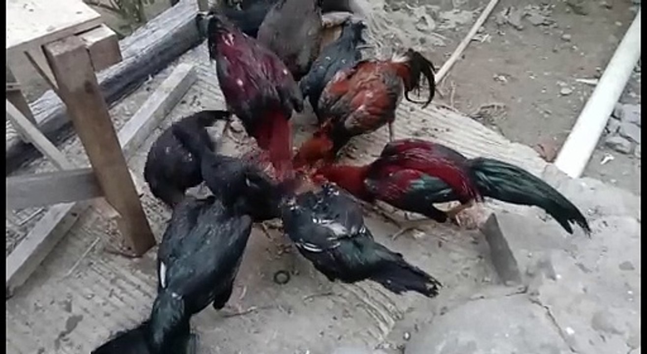Ayam makan