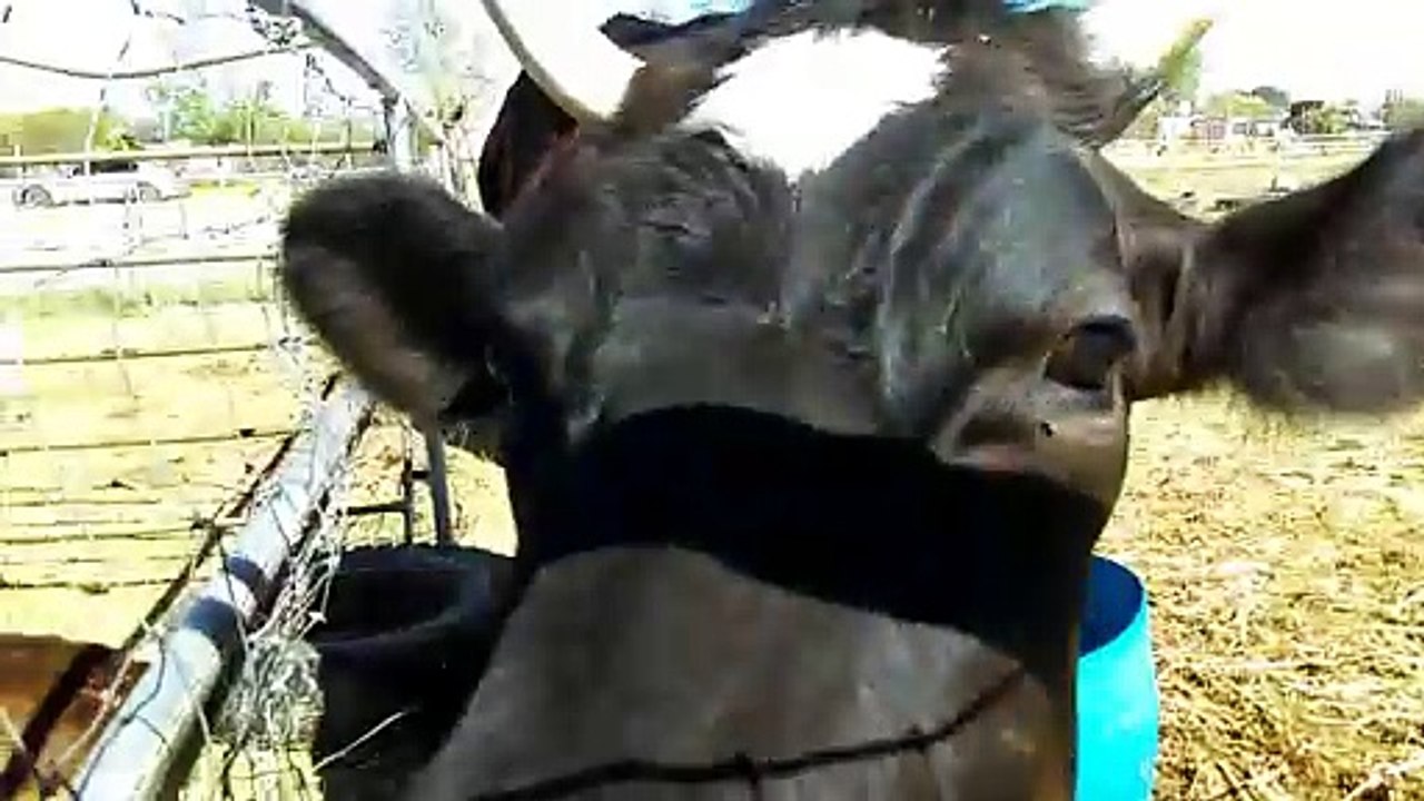Old film❤️Some Big 'Doggies' in Valley Farms, AZ❤️ on 3-24-2017. My Father-In-Law & I took a drive to pay our respects to a classmates parent passing & visit a farm in my old country neighborhood in the late 80s.