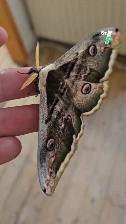 Découvre avec @seb_insectes le plus grand papillon d’Europe ! 