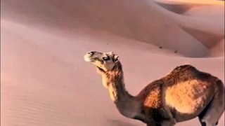 Un dromadaire escalade une dune... belle technique