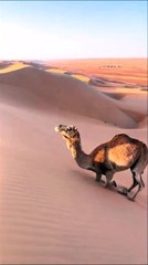 Un dromadaire escalade une dune... belle technique