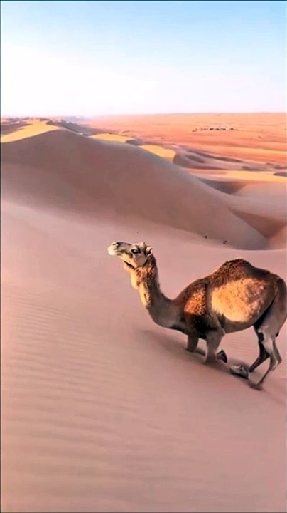 Un dromadaire escalade une dune... belle technique