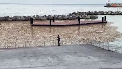 'Invasión' de algas en la nueva zona de baño de Santa Cruz de Tenerife. DA