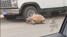 Captan a tierna tortuga gigante deambulando por las calles de San Ysidro