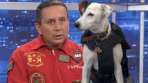 Expertos revelan cómo es el entrenamiento de los perros rescatistas
