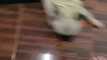 Puppy Gets Zoomies Attack