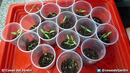 Como Sembrar Tomate desde Semilla - Germinación en 7 días - Video Completo