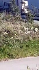 Sinop'ta domuzlar şehre indi