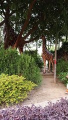 Giraffe #viral #trending #foryou #reels #beautiful #love #funny #delicious #fun #love #yummy