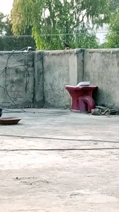 Hungry Crow #viral #trending #foryou #reels #beautiful #love #funny #delicious #fun #love #yummy