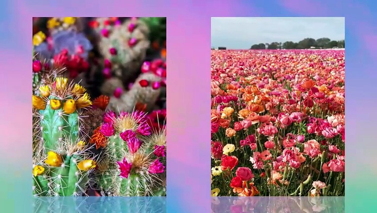 SUPERBLOOMING
