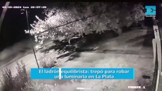 El ladrón equilibrista: trepó para robar una luminaria en La Plata