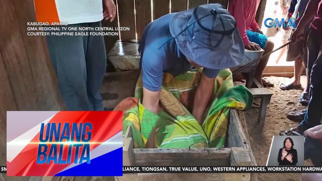 Philippine Eagle na nasagip mula sa patibong, pinakawalan na matapos ang 3 linggong rehabilitasyon | UB