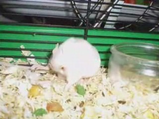 Mes souris - Rodentia - Le blog des Rogneurs