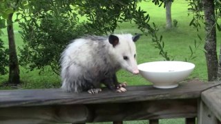 Possum on the Porch