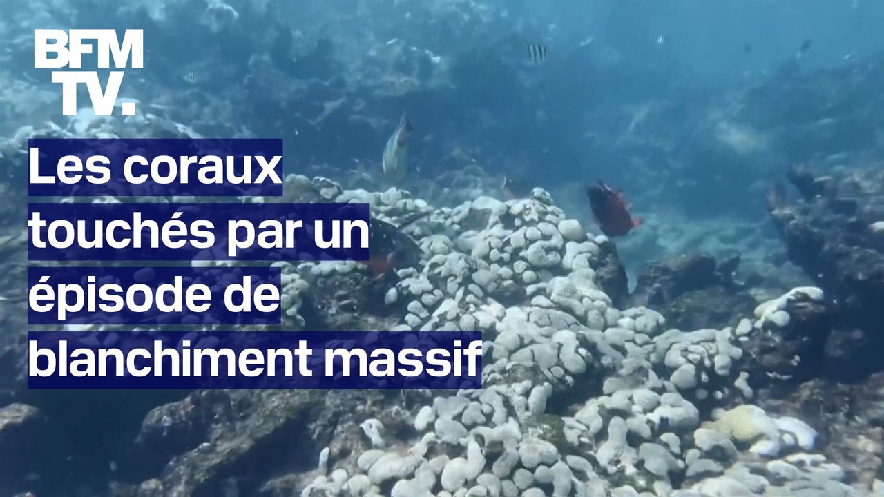 Les coraux touchés par un épisode de blanchiment massif
