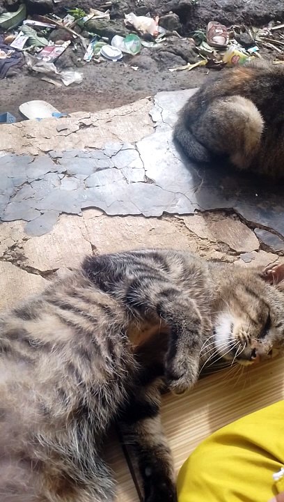 Kucing Daily Lucu