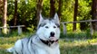 Bringing Home a Puppy | Things You Should NEVER Do To A Siberian Husky
