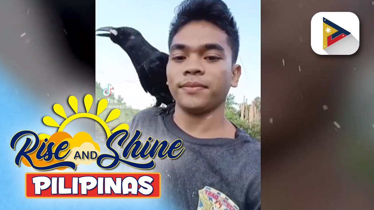 Mga tamang pag aalaga sa uwak, alamin!