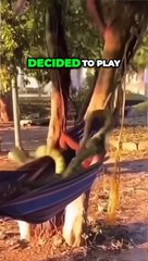 Are you Evil for Laughing At This  They had him Running